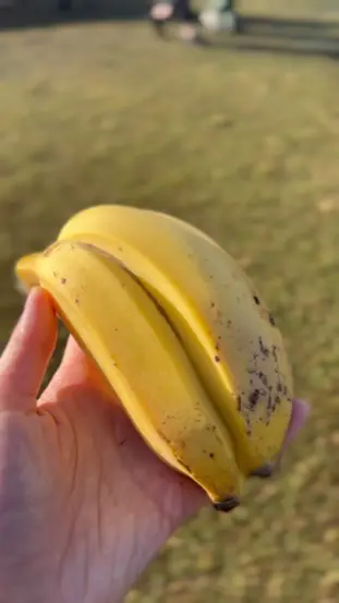 A hand holding a small bunch of ripe sugar bananas in the morning light at the Byron Bay Farmers Market