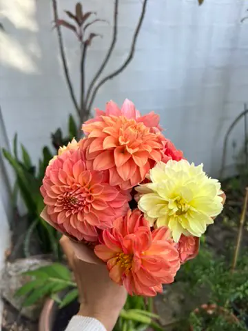 A hand holding a bunch of coral, apricot and yellow dahlias outdoors at the Byron Bay Farmers Market