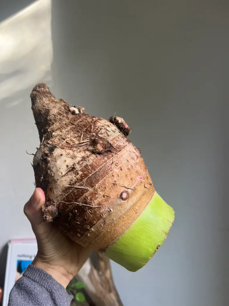 A hand holding a large fresh taro corm with its green stem still attached, from the Byron Bay Farmers Market