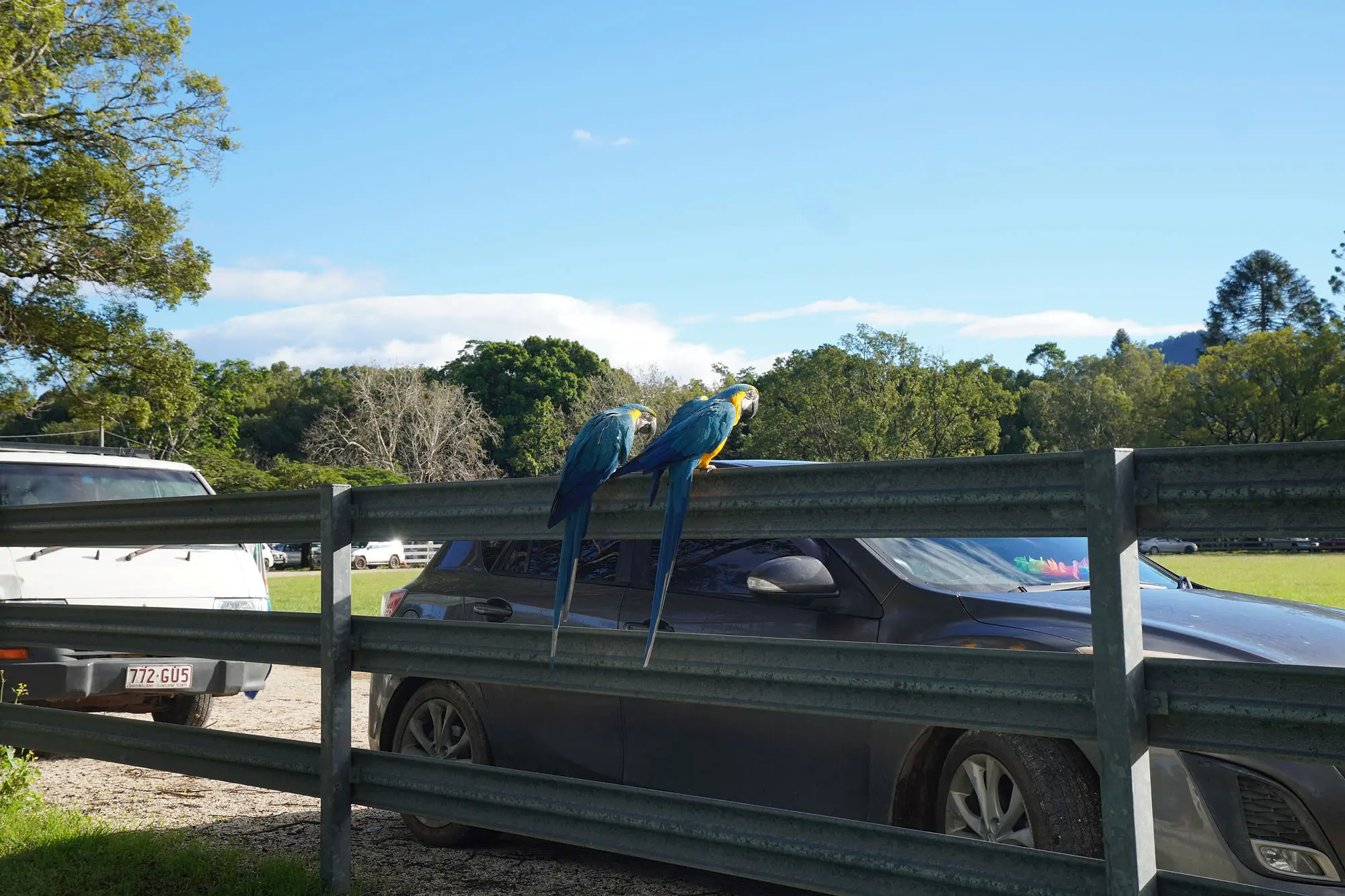 Two blue-and-gold macaws perched on a fence in the Mullum Farmers Market car park with the Byron hinterland behind